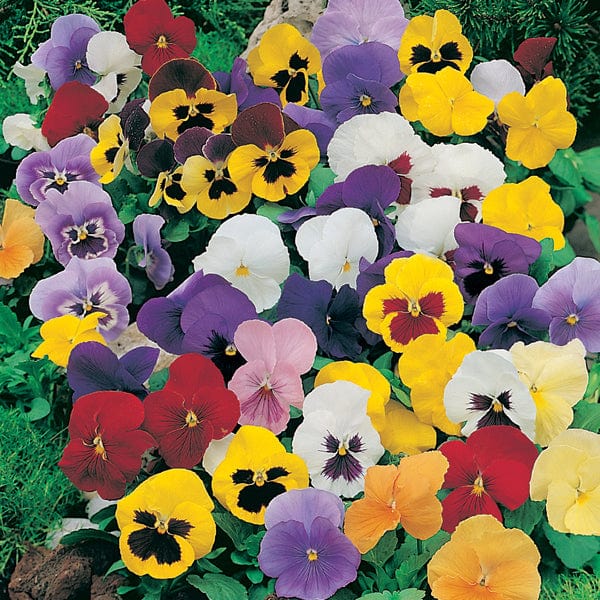 dt-brown FLOWER PLANTS Pansy Winter Flowering F1 Mixed Plants