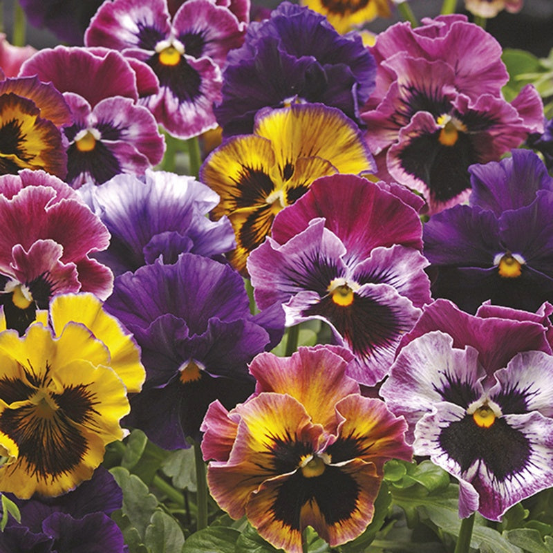 Pansy Fizzy Fruit Salad F1 Mixed Flower Plants