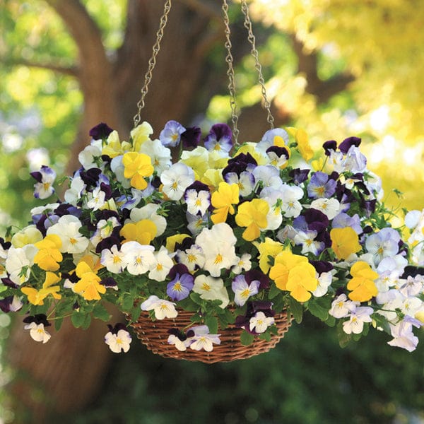 Pansy Cool Wave Mixed F1 Flower Plants