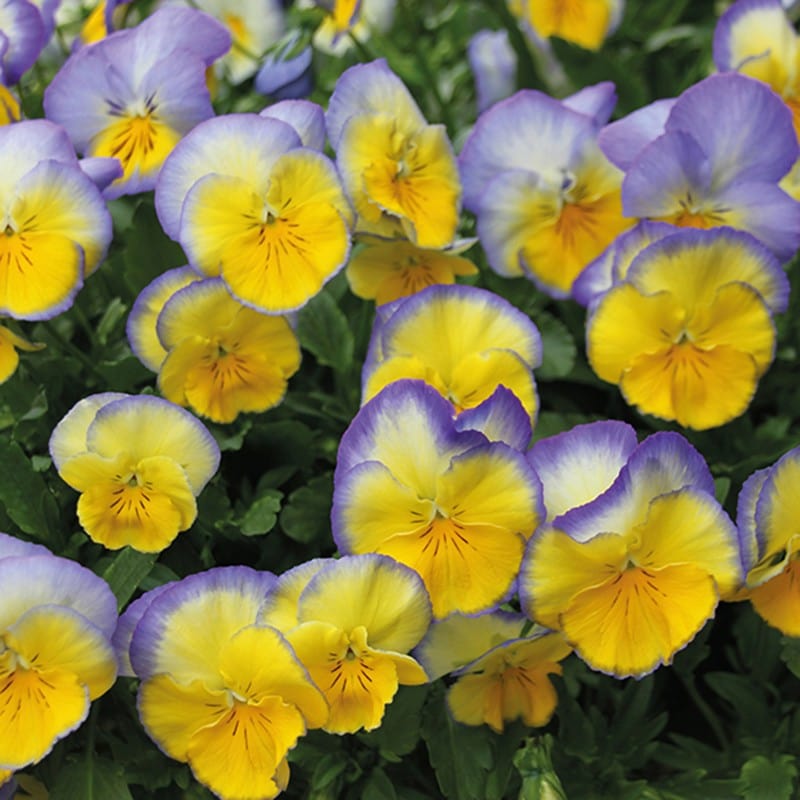 Pansy Cool Wave Blueberry Swirl F1 Flower Plants