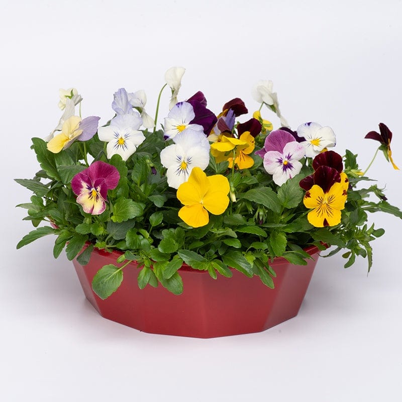 dt-brown FLOWER PLANTS Pansy Cool Wave Mixed Speedplanters