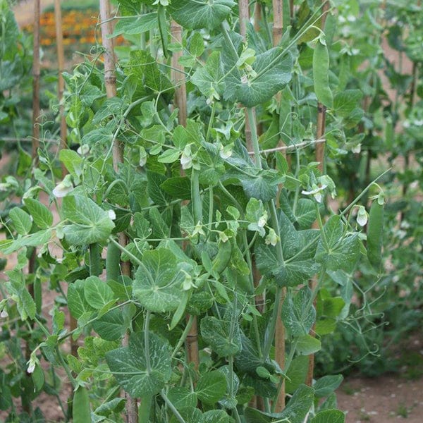 dt-brown VEGETABLE SEEDS Pea (Maincrop) Alderman Seeds