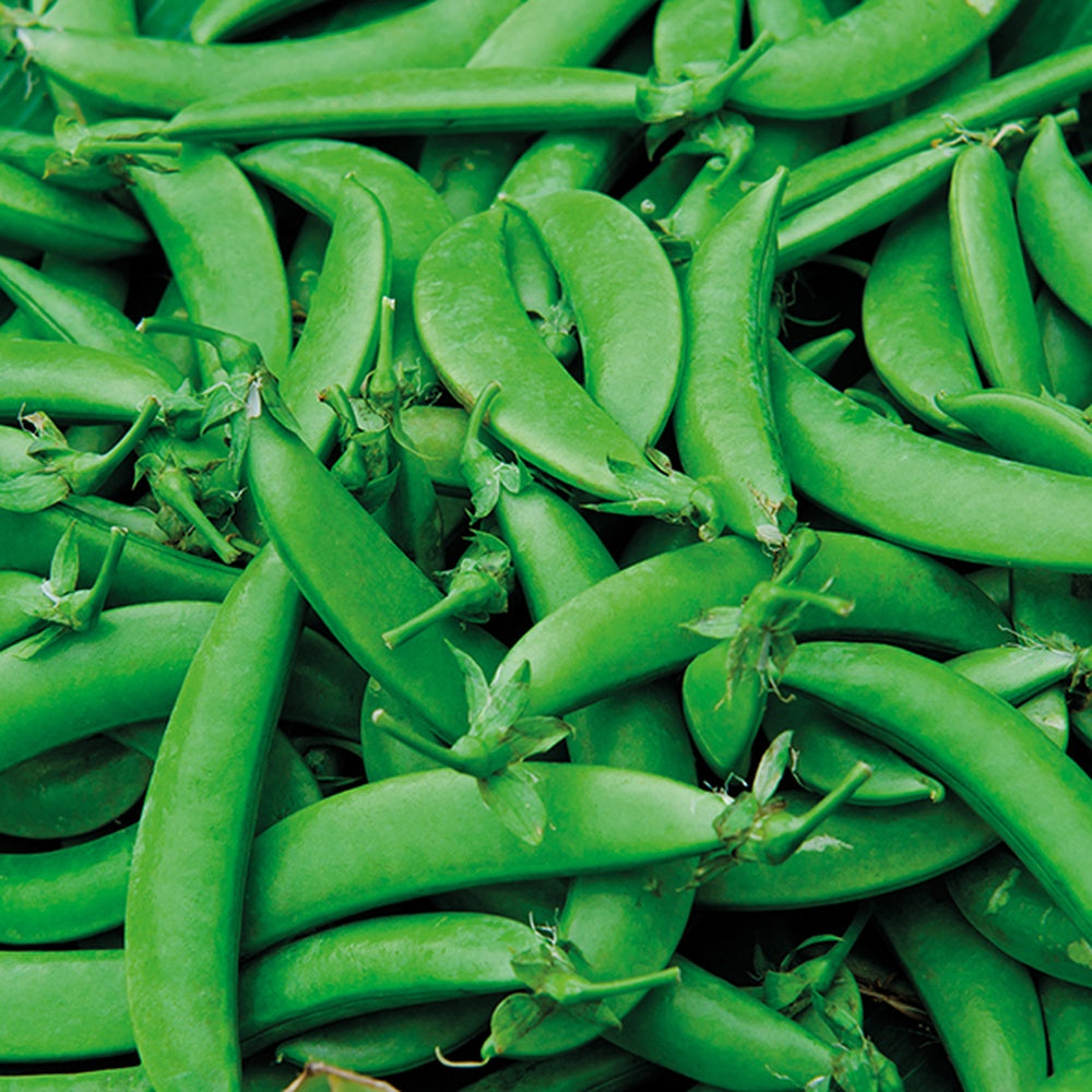 Pea Nairobi Seeds