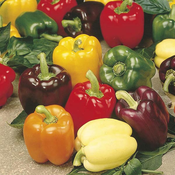 dt-brown VEGETABLE PLANTS Sweet Pepper Jericho Grafted Plants