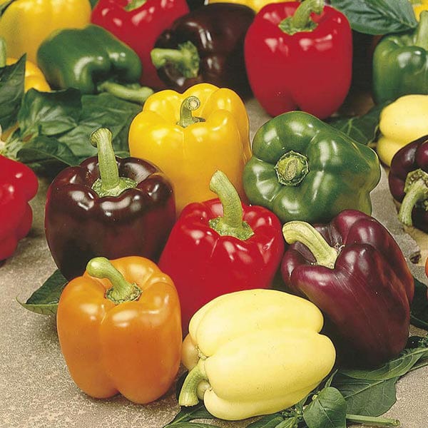 dt-brown VEGETABLE PLANTS 3 x 9cm Potted Plants (EARLY) Sweet Pepper Jericho Grafted Plants