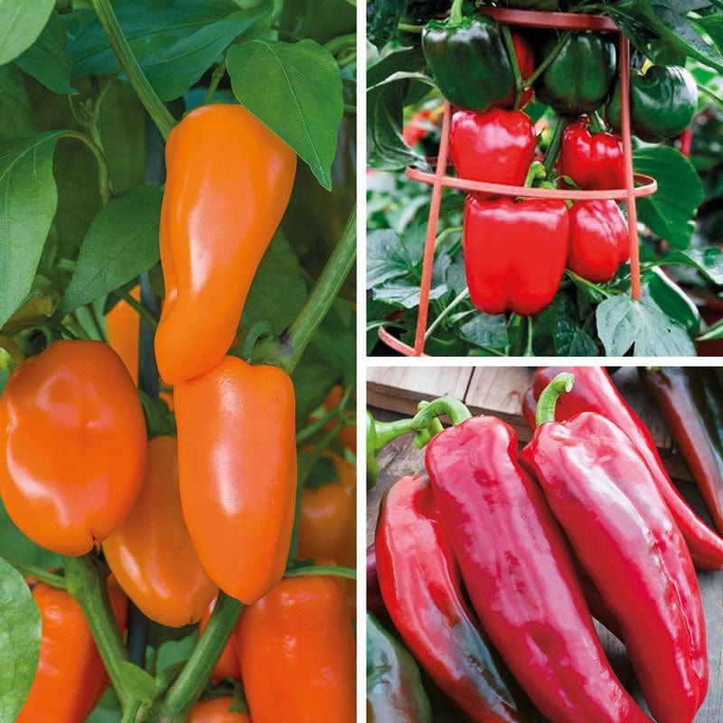 dt-brown VEGETABLE PLANTS Sweet Pepper Plant Collection