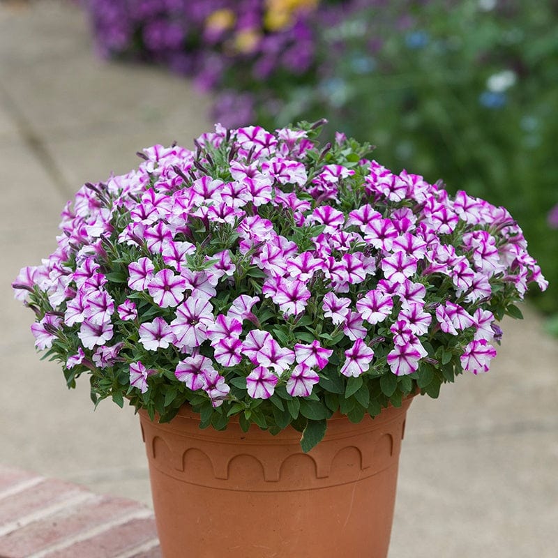 dt-brown FLOWER PLANTS Petunia Bubbles Butterfly