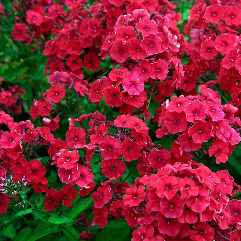 Phlox paniculata Red Riding Hood Potted Flower Plant