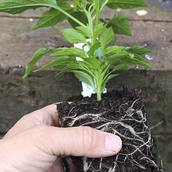 dt-brown VEGETABLE PLANTS Chilli Quickfire Vegetable Plants