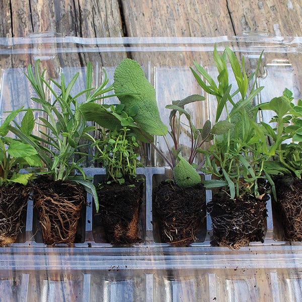 dt-brown VEGETABLE PLANTS Lemon Thyme Herb Plants