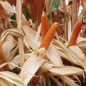 dt-brown VEGETABLE PLANTS Sweet Corn (Popcorn) Robust Plants