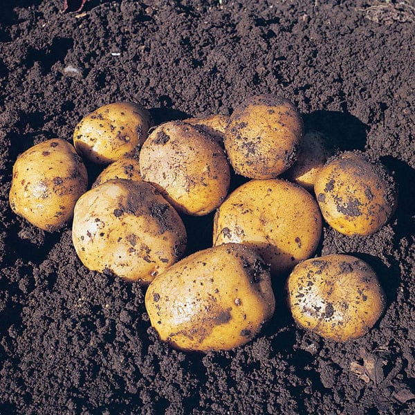 dt-brown SEED POTATOES Potato Maris Peer (Second early Seed Potato)