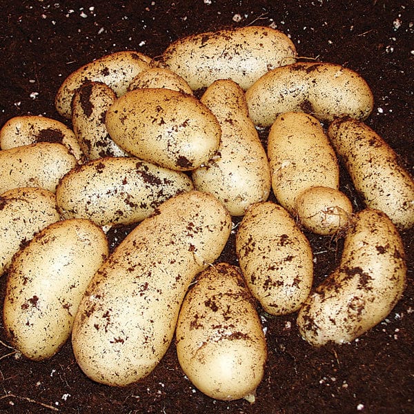 dt-brown SEED POTATOES Potato Belle de Fontenay (Maincrop Seed Potato)