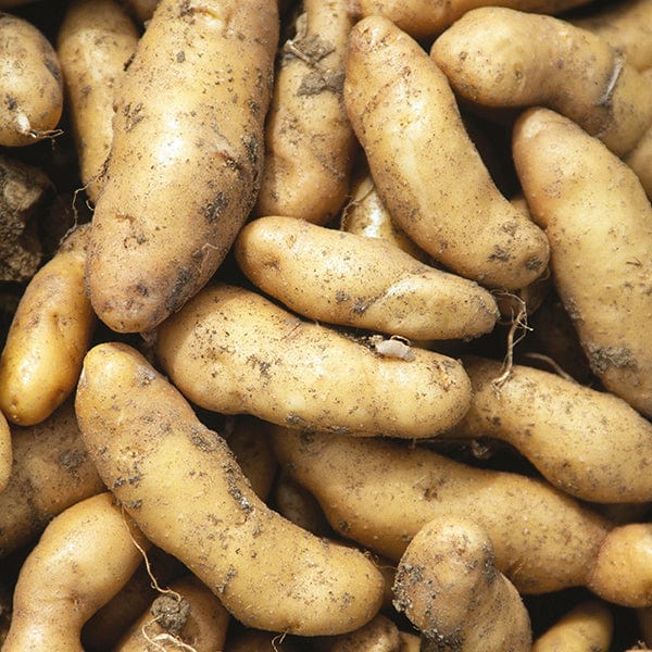 dt-brown SEED POTATOES Potato Ratte (Maincrop Seed Potato) AGM