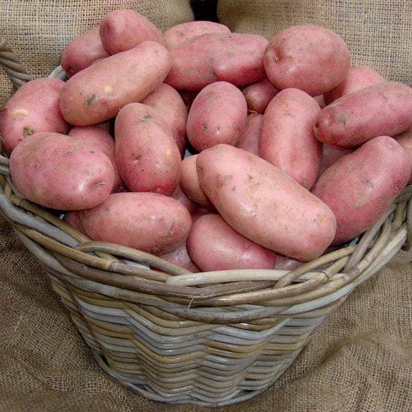 dt-brown SEED POTATOES Potato Sarpo Mira (Maincrop Seed Potato) AGM