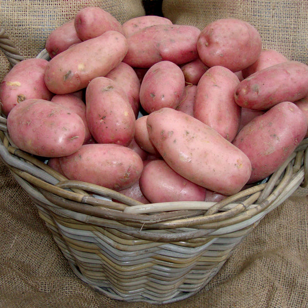 Blight Resistant Sarpo Potato Collection