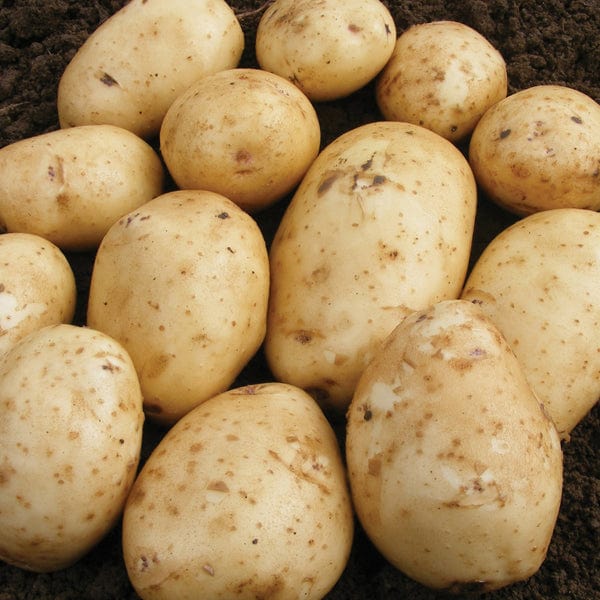 dt-brown SEED POTATOES Potato Abbot (Extra Early Seed Potato)