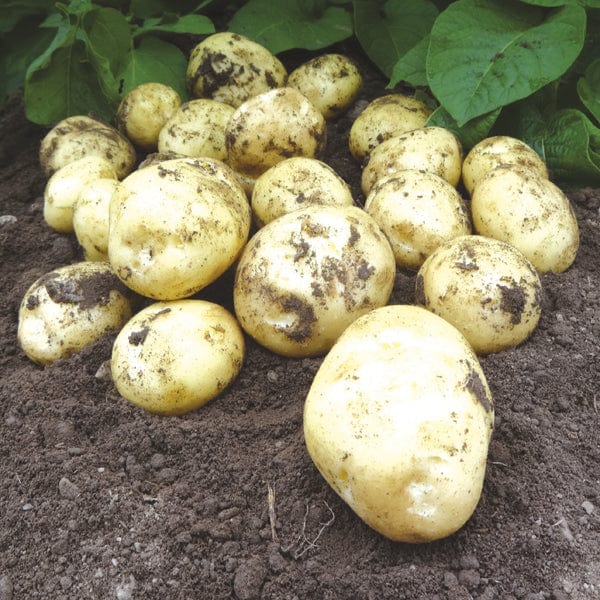 Potato Accent  (First Early Seed Potato) AGM