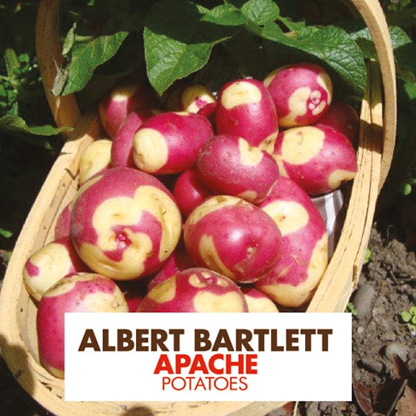 dt-brown SEED POTATOES Potato Apache (Maincrop Albert Bartlett Seed Potato)