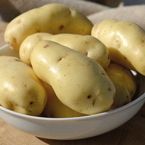 dt-brown SEED POTATOES Potato Sarpo Kifli (Early Maincrop Seed Potato)