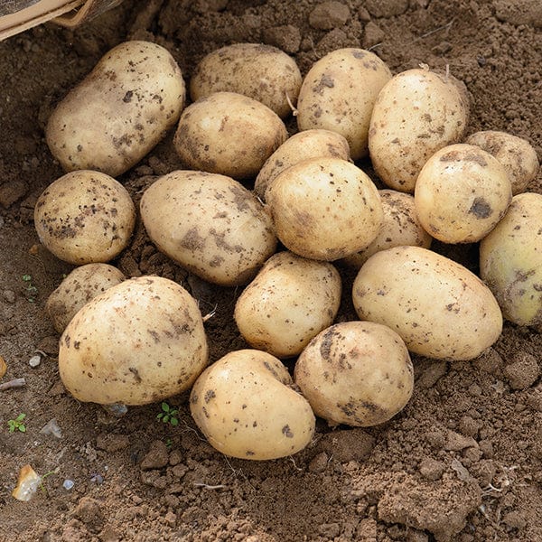 dt-brown SEED POTATOES Potato Casablanca (Extra Early Seed Potato)
