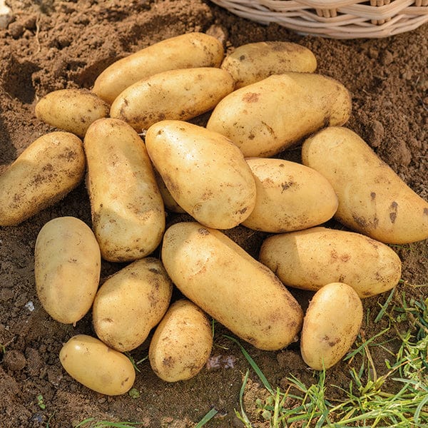 Potato Jazzy (Second Early Seed Potato) AGM