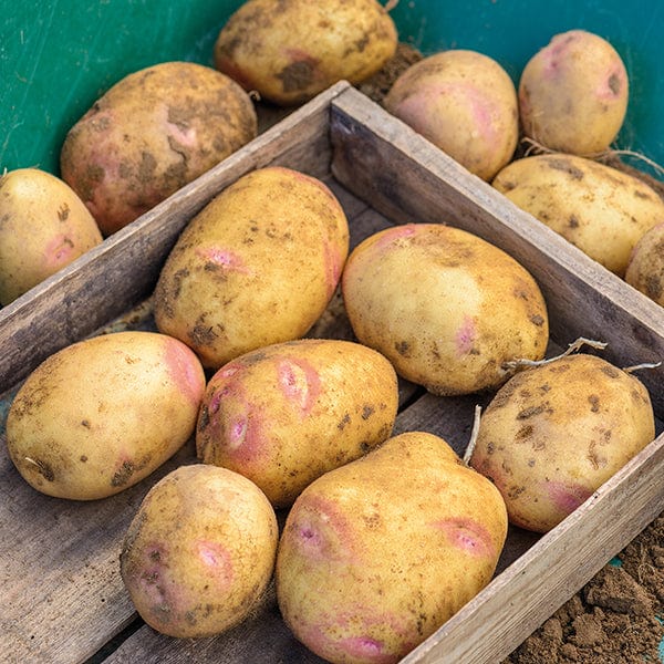 dt-brown SEED POTATOES Potato Picasso (Maincrop Seed Potato) AGM