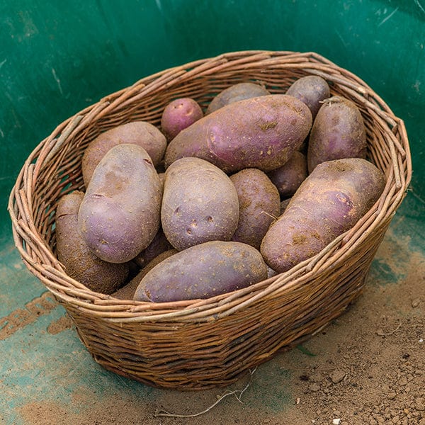 dt-brown SEED POTATOES Potato Sarpo Blue Danube (Early Maincrop Seed Potato)