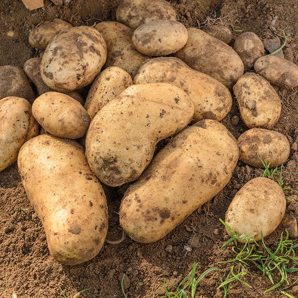dt-brown SEED POTATOES Potato International Kidney (Second Early Seed Potato)