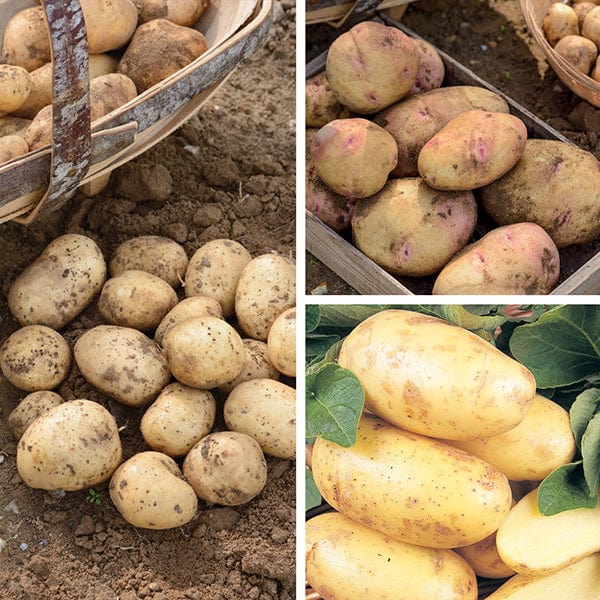 dt-brown SEED POTATOES Customer Favourites Seed Potato Collection