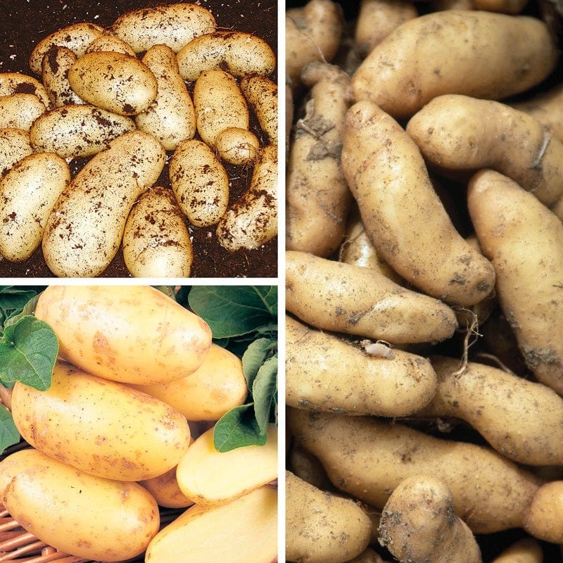 dt-brown SEED POTATOES UK Pommes de Terre Collection