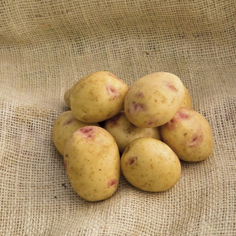 dt-brown SEED POTATOES Potato Sorrento (Maincrop Seed Potato)