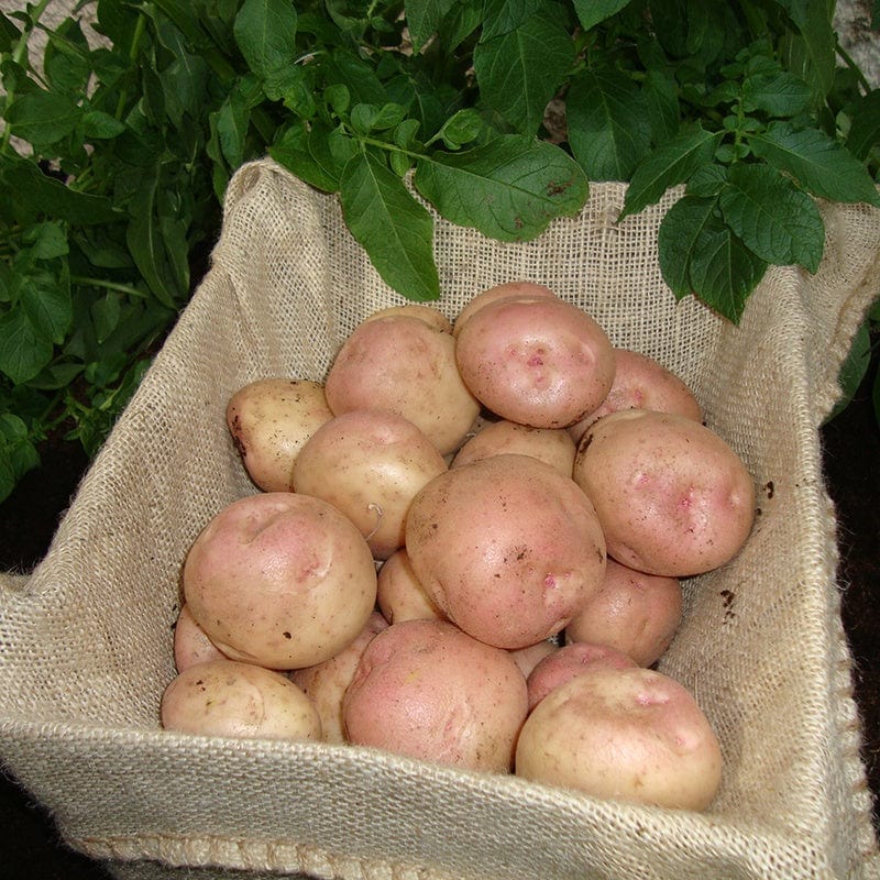 dt-brown SEED POTATOES Kerr's Pink (Maincrop Seed Potatoes)