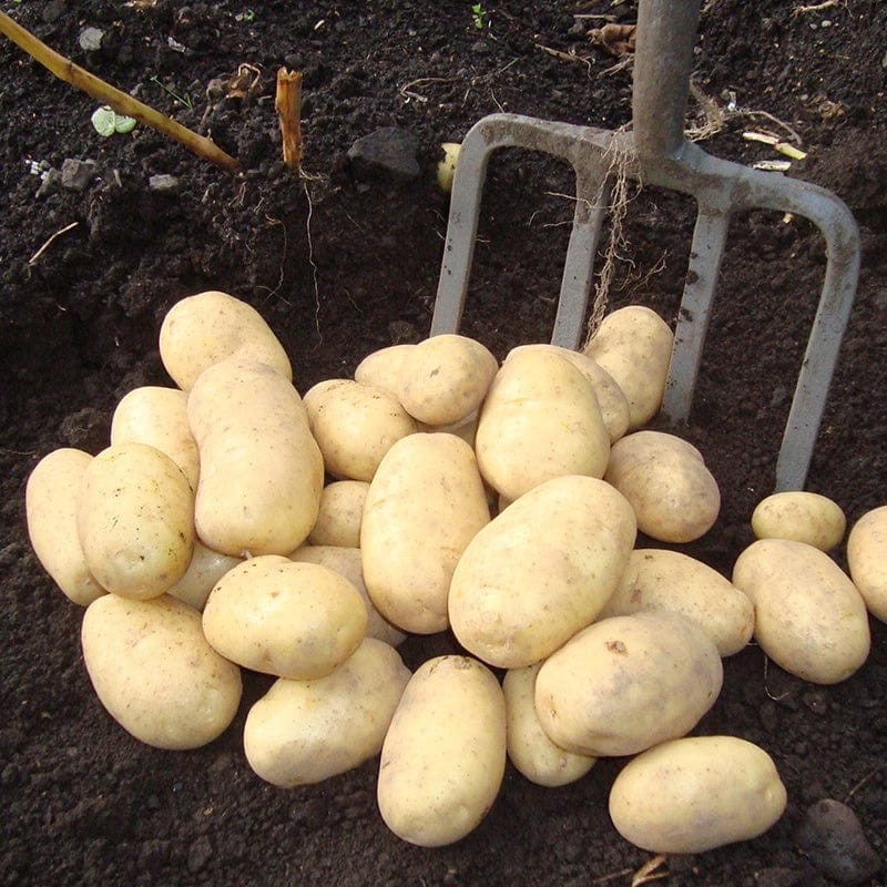 dt-brown SEED POTATOES Potato Wilja (Second Early Seed Potatoes)