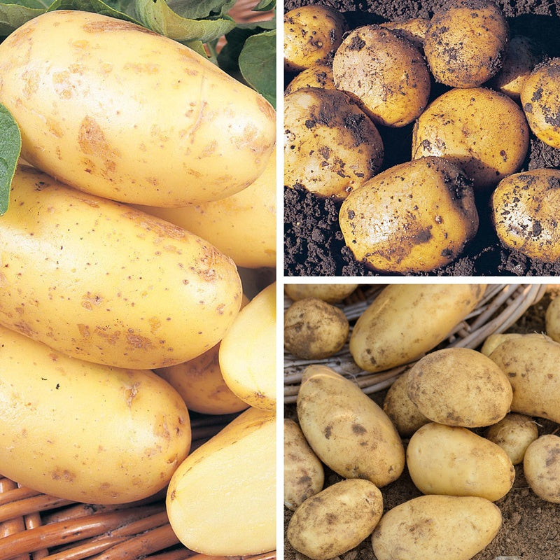 Second Cropping Potatoes Collection (3kg)