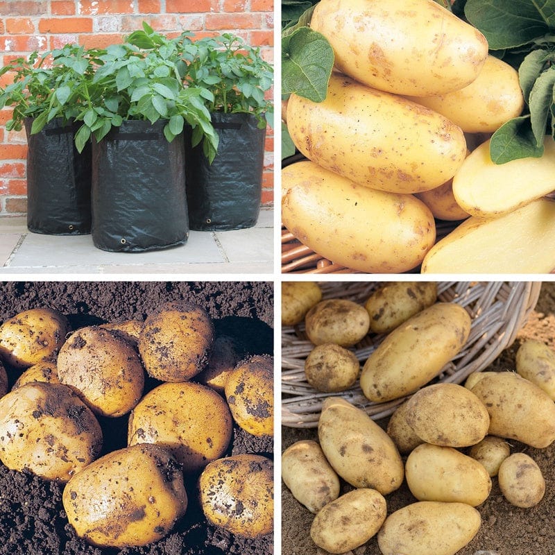 dt-brown SEED POTATOES Ultimate Second Cropping Potato Kit