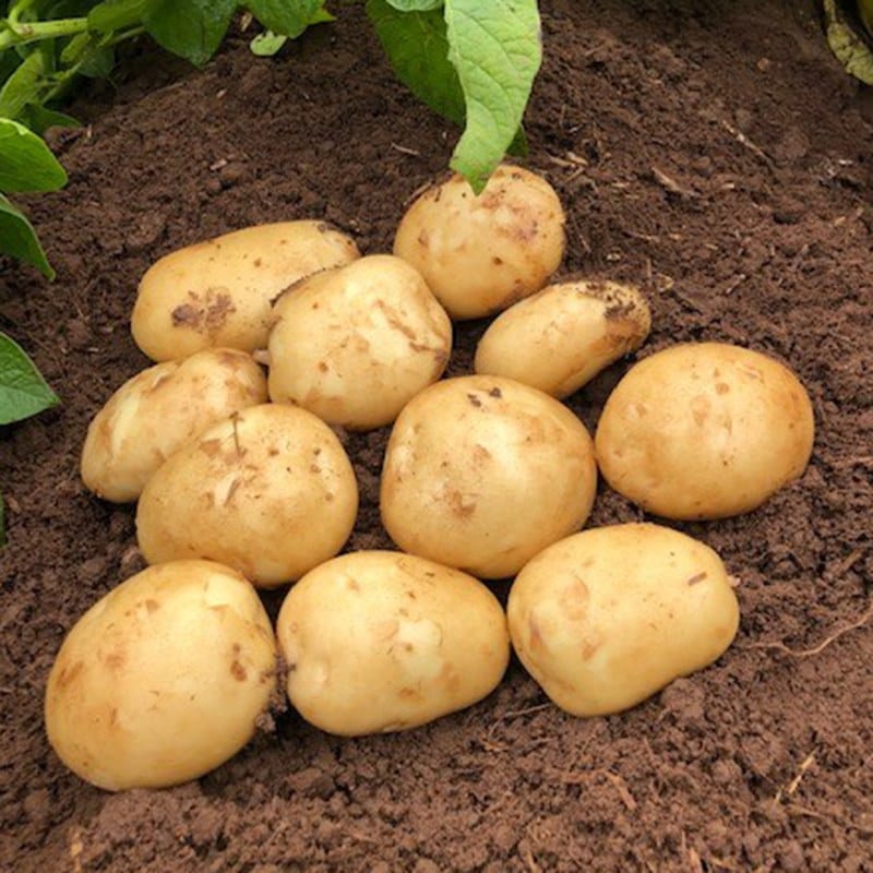 dt-brown SEED POTATOES Potato Acoustic (Second Early Seed Potato)