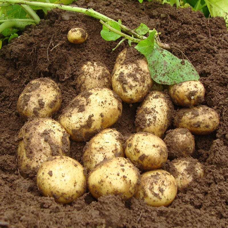 dt-brown SEED POTATOES Potato Premiere (First Early Seed Potato)