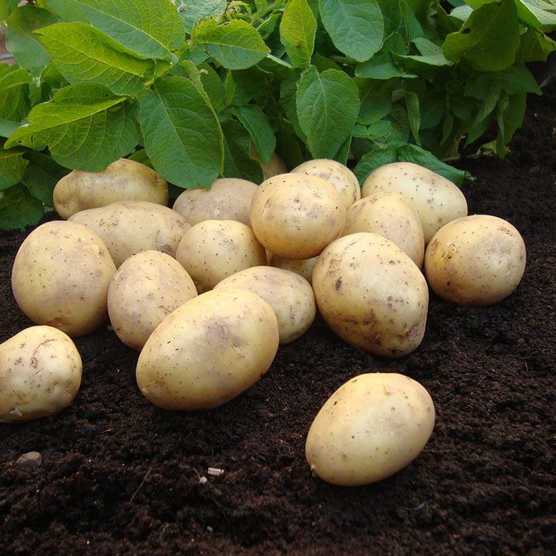 dt-brown SEED POTATOES Potato Duke of York (First Early Seed Potato)