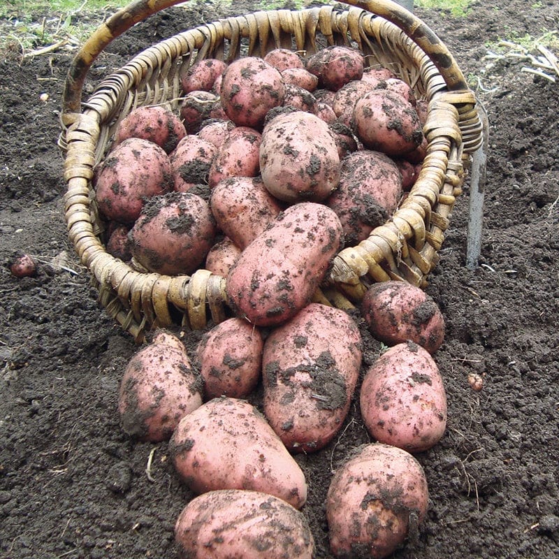 dt-brown SEED POTATOES Potato Rooster (Maincrop Albert Bartlett Seed Potato) AGM