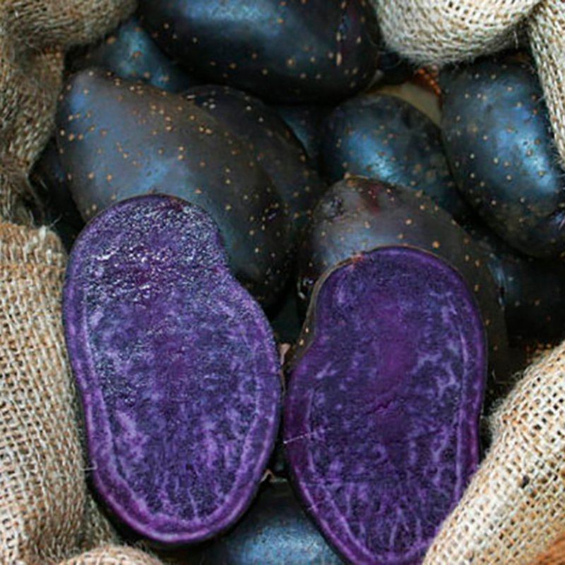 dt-brown SEED POTATOES Potato Annelise Blue (Maincrop Seed Potato)