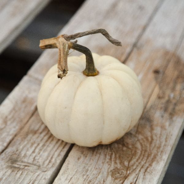 DT Brown VEGETABLE PLANTS Pumpkin 9cm Plant Collection
