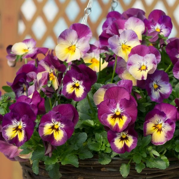 dt-brown Pansy Cool Wave Raspberry Swirl Garden Ready Bedding Plants