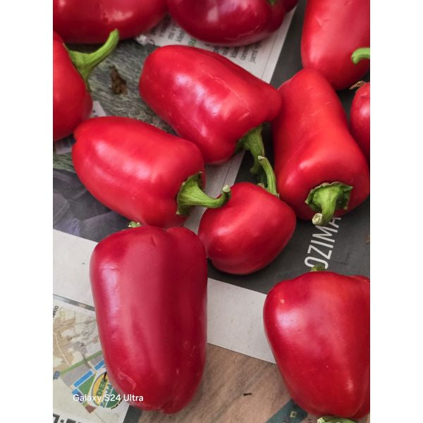 Pepper Hami Seeds