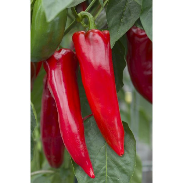 Pepper Marmara Seeds