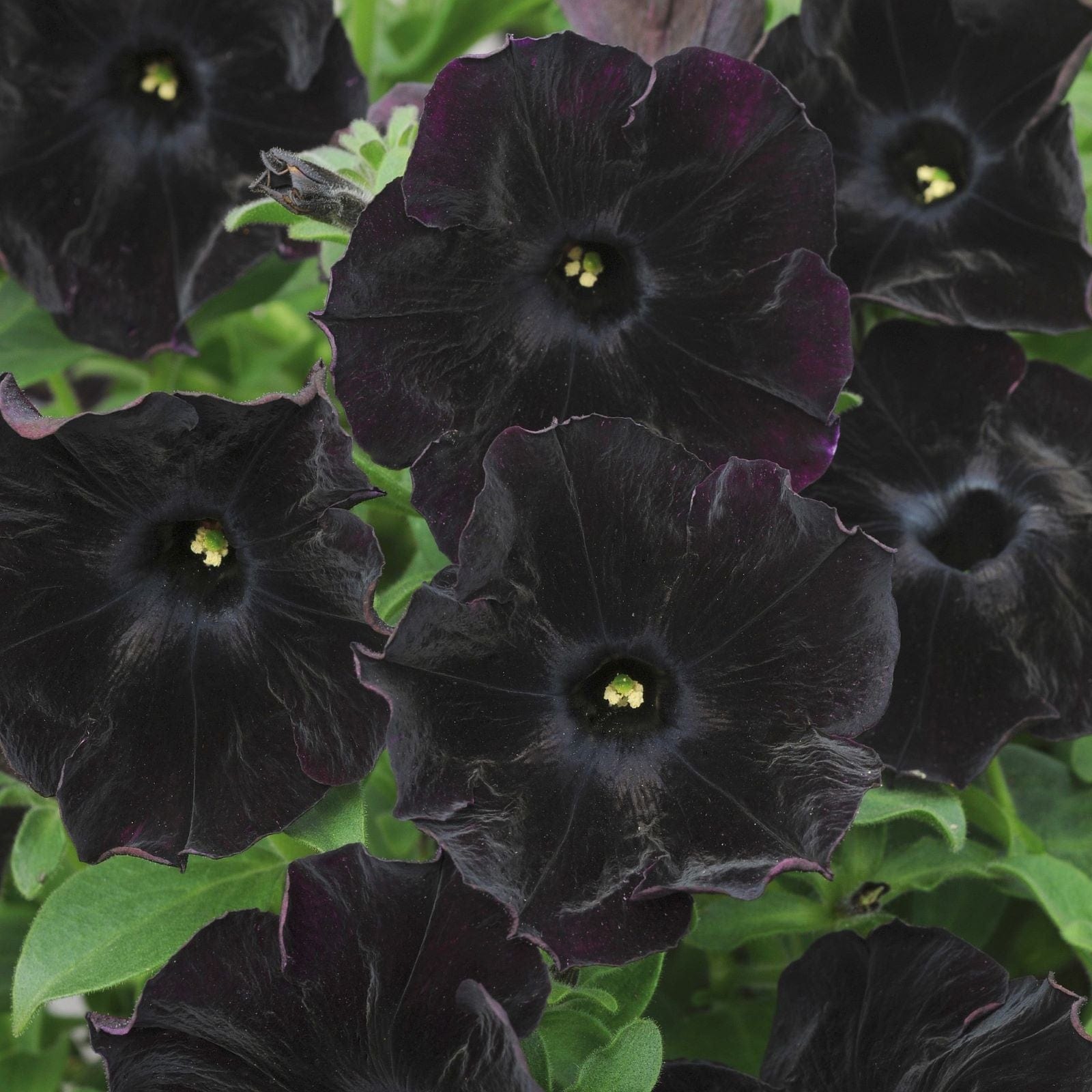 dt-brown FLOWER PLANTS Petunia Black Velvet Plants
