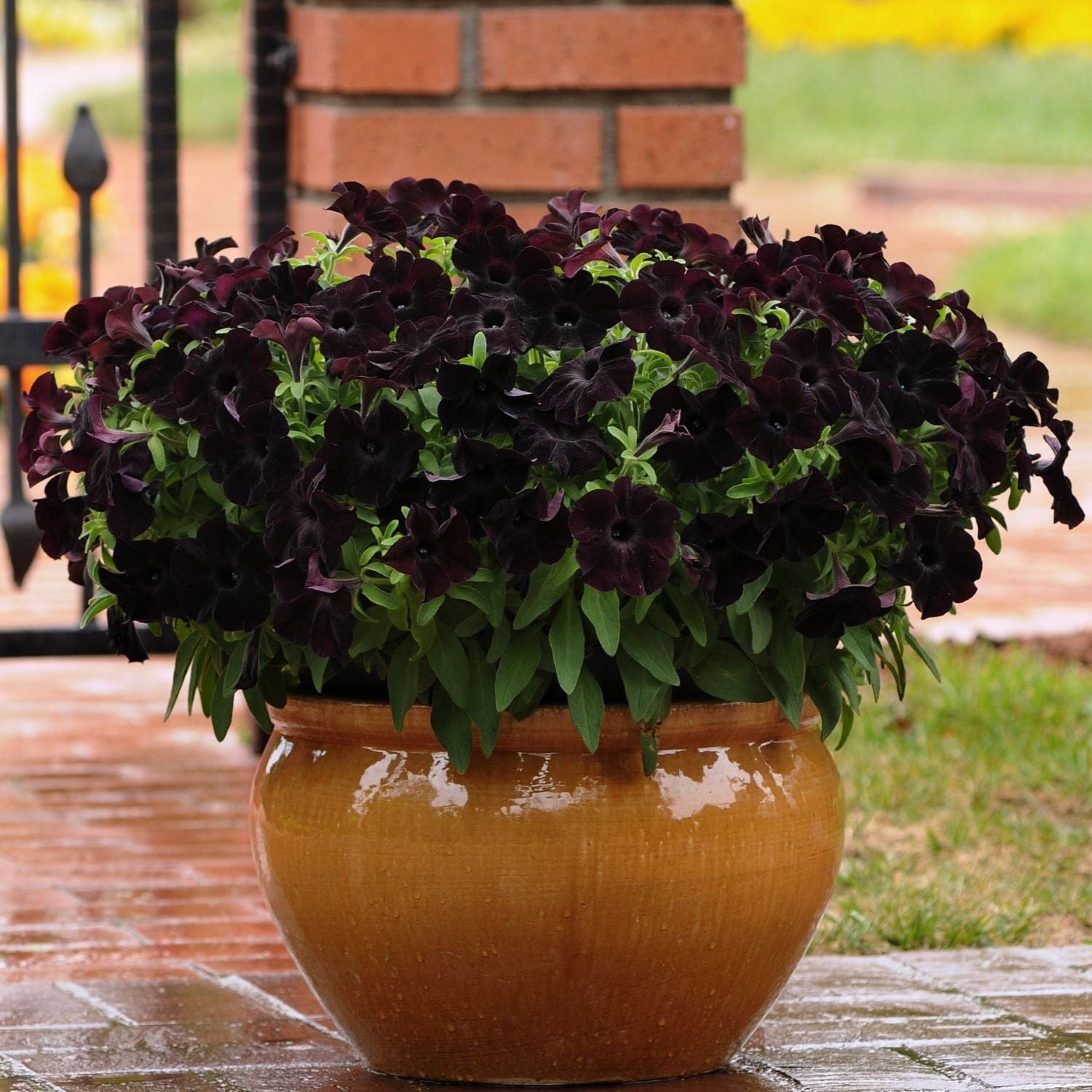 dt-brown FLOWER PLANTS Petunia Black Velvet Plants