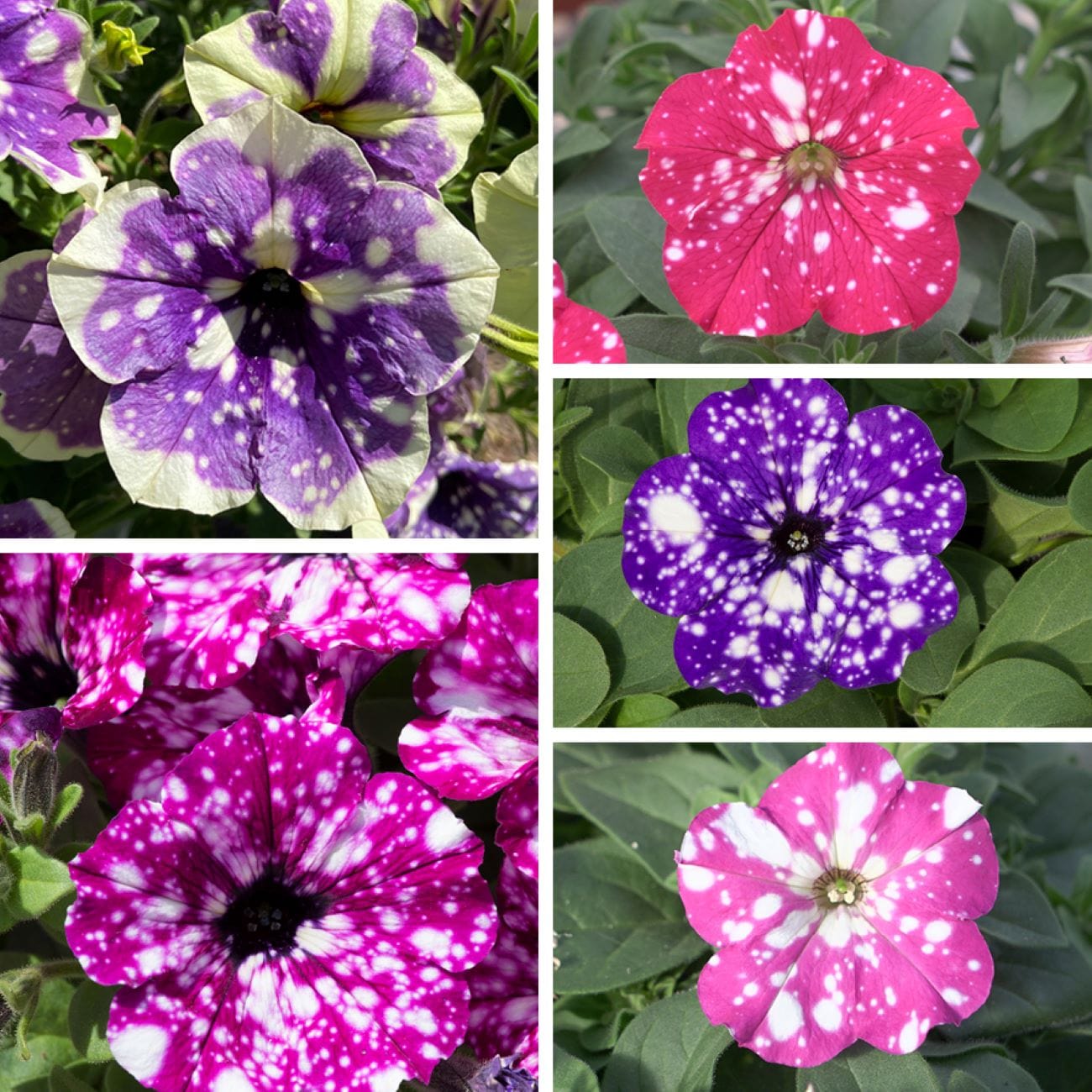 dt-brown FLOWER PLANTS 5 x young plants, 3 of each variety Petunia Sparkling Sky