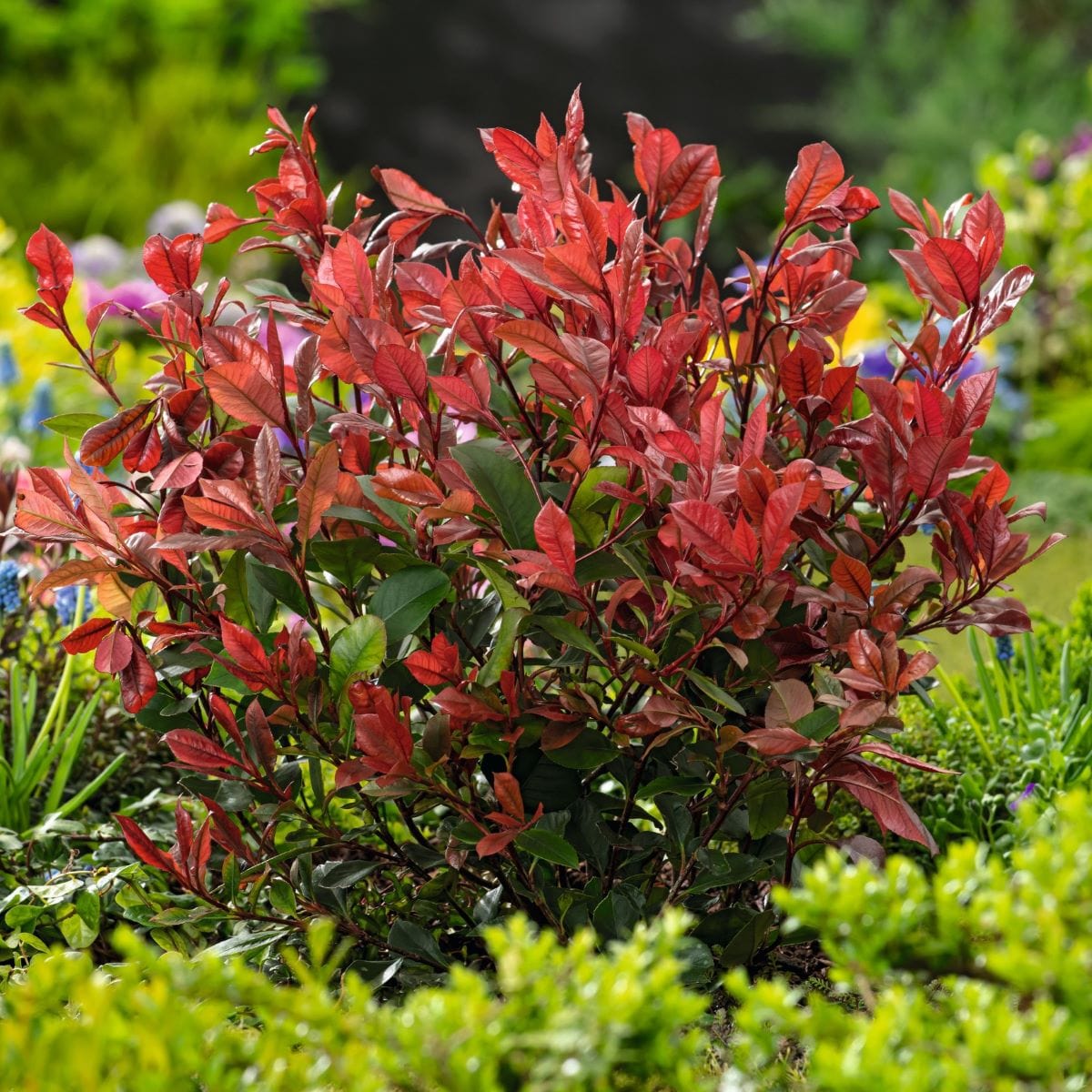 dt-brown FLOWER PLANTS Photinia Red Robin 3ltr Plants