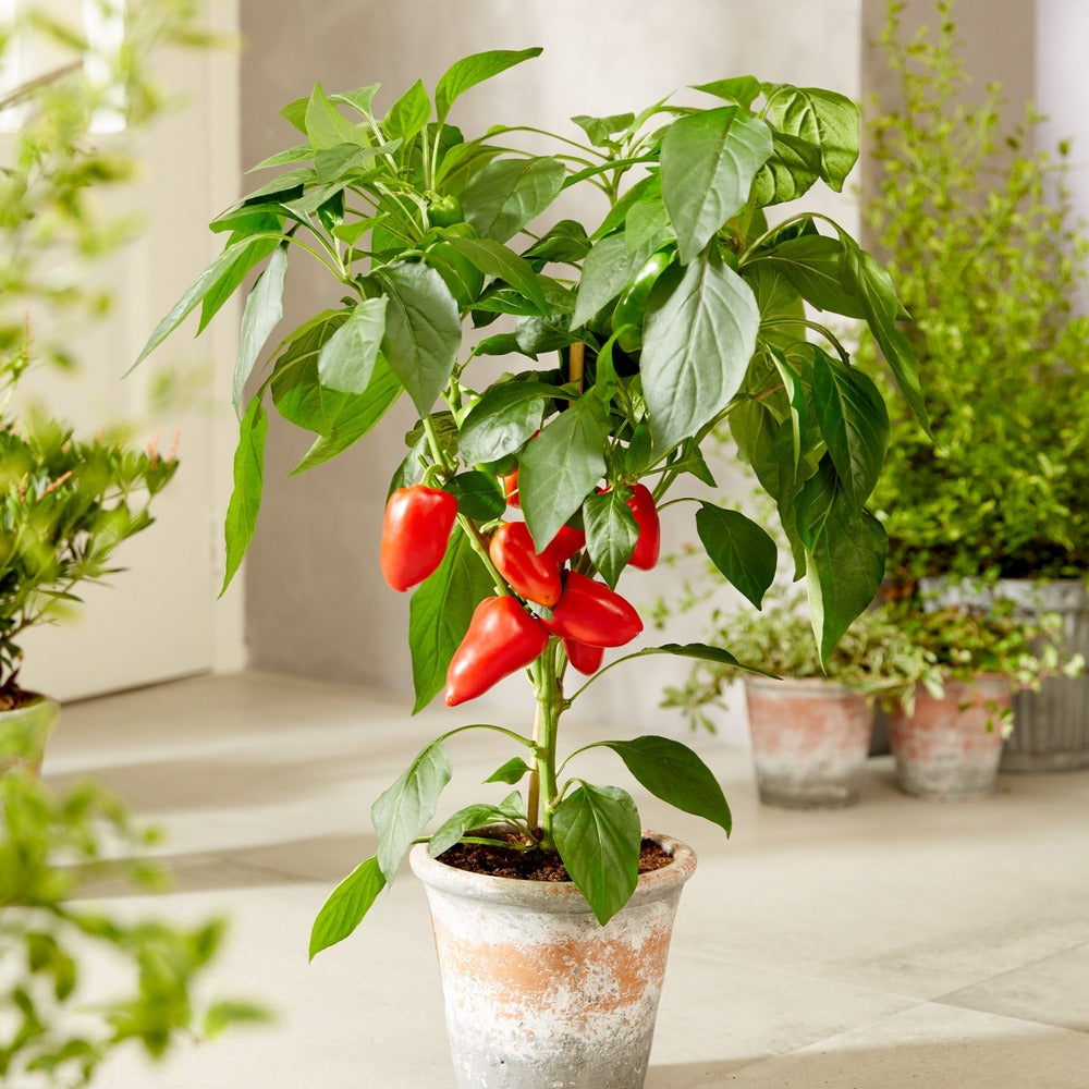 Grafted Pepper Pillar Sweet Red Vegetable Plants